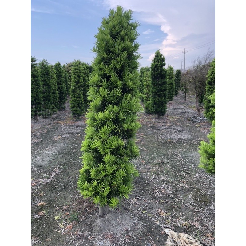 樹芊萬園藝《2米 錐形羅漢松》庭園植物、綠籬植物