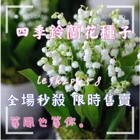 限時售賣 四種顏色鈴蘭花種子盆栽四季開花 蝦皮購物