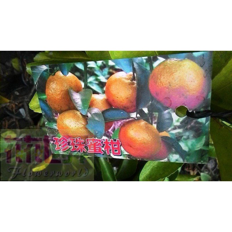 水果苗  珍珠蜜柑  4.5吋盆高40-60cm小巧可愛【花花世界玫瑰園】