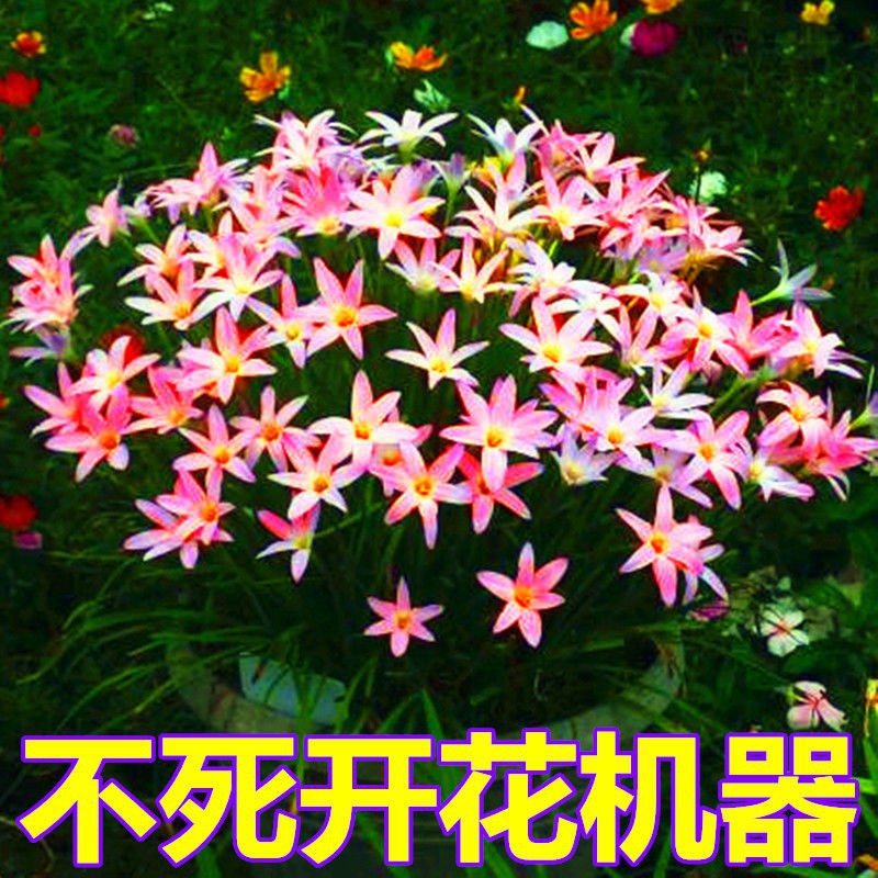 植物種子 保證多年開花 風雨蘭韭蘭蔥蘭種球花種子花卉盆栽球根庭院植物 Heldjcsf 蝦皮購物