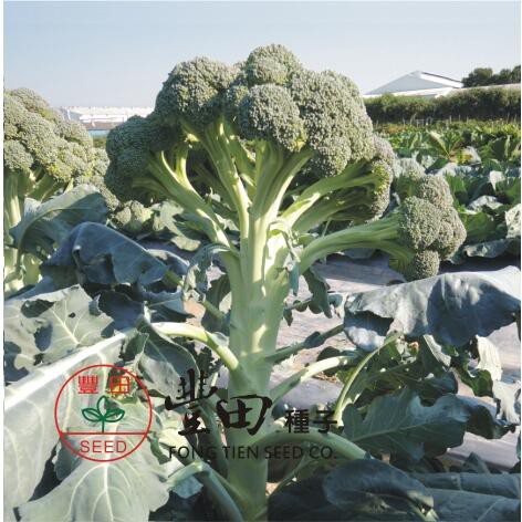 【萌田種子~】E70 孔雀青花菜種子6粒 , 纖維少 , 甜脆 , 多階段性採收 ,每包16元~