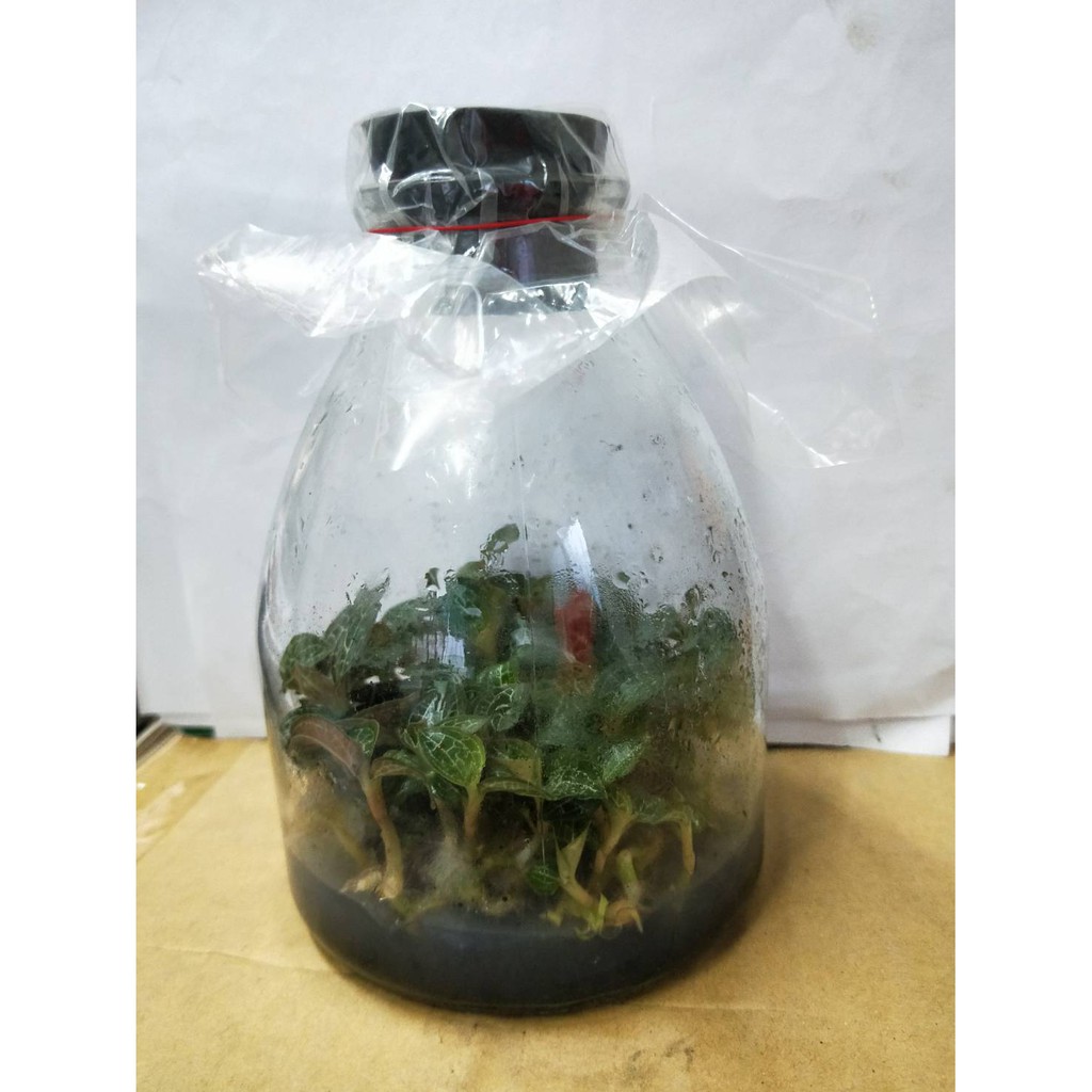 花田厝_香草植物-*金線蓮*(玻璃盆)-金線蘭/金線石松/4吋/高約10cm