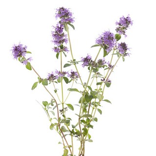 寬葉百里香種子~~Broad-Leaved Thyme