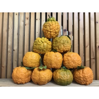 橘子花 優惠推薦 22年5月 蝦皮購物台灣