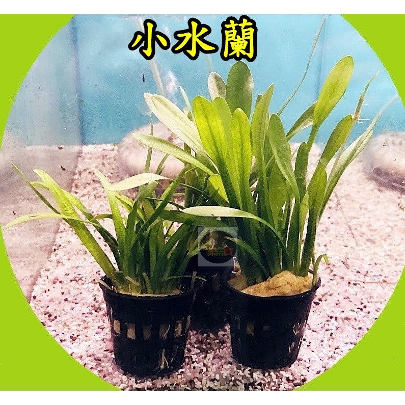 樂魚寶 小水蘭 水中葉 水草中景耐熱不需co2 真水草水族造景陰性水草水族 盆 蝦皮購物