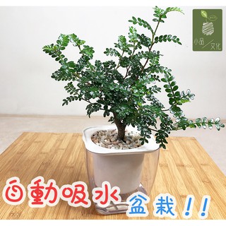 胡椒木盆栽可做造型防蚊神器驅蚊草植物四季好養 蝦皮購物