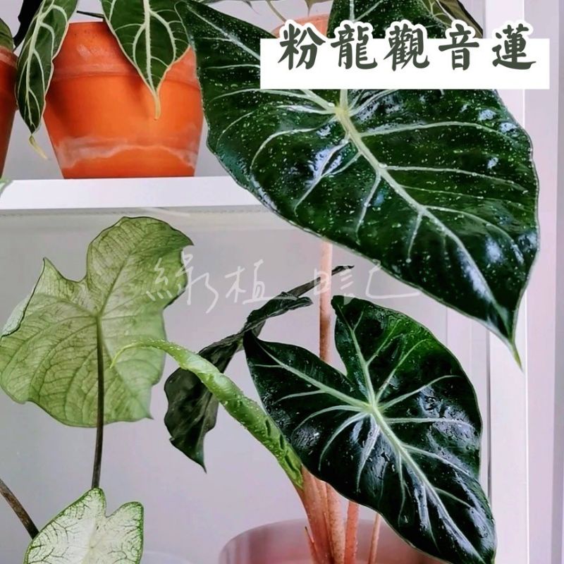 | 綠植日記 | 粉龍觀音蓮/粉龍海芋/Alocasia Pink Dragon/觀葉植物/6吋