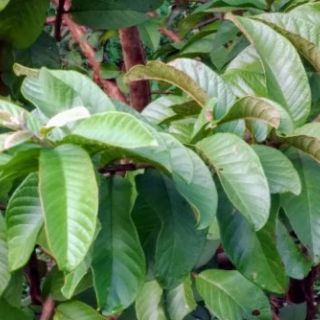 芭樂葉（連枝帶葉）  新鮮採摘 竹節蟲葉脩最愛 泡茶養生～自然農法栽種新鮮無毒