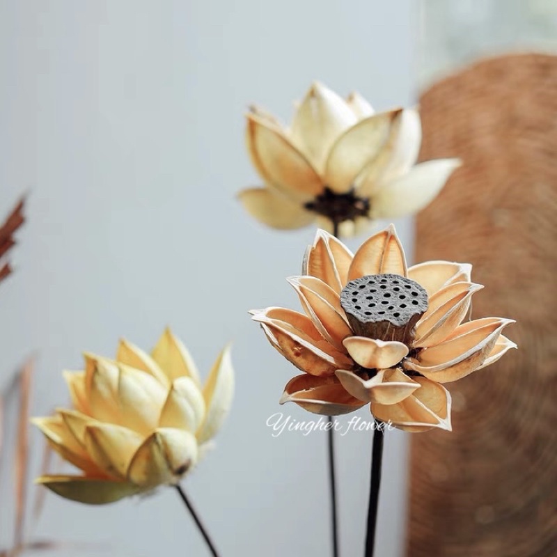 手工花朵日式禪意茗茶靜心佛堂粉紫睡蓮木蓮花荷花裝飾乾燥花荷花拍攝道具背景客廳擺設 蝦皮購物