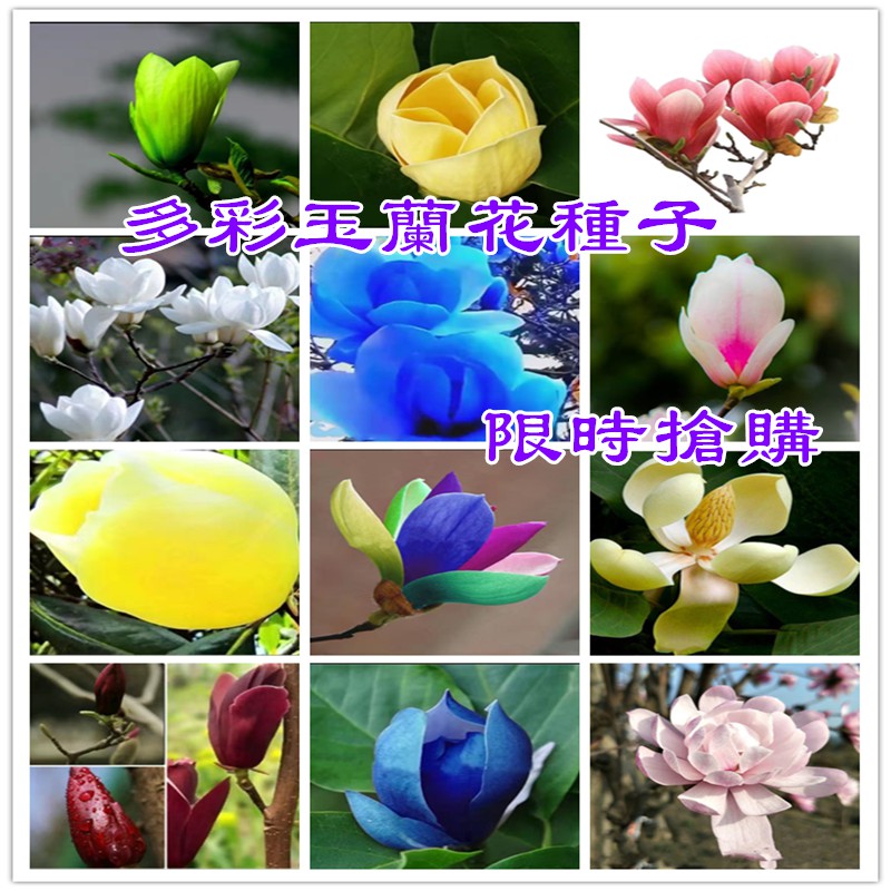 玉蘭花種子哪裡買的價格比價讓你撿便宜 Page 1 愛比價