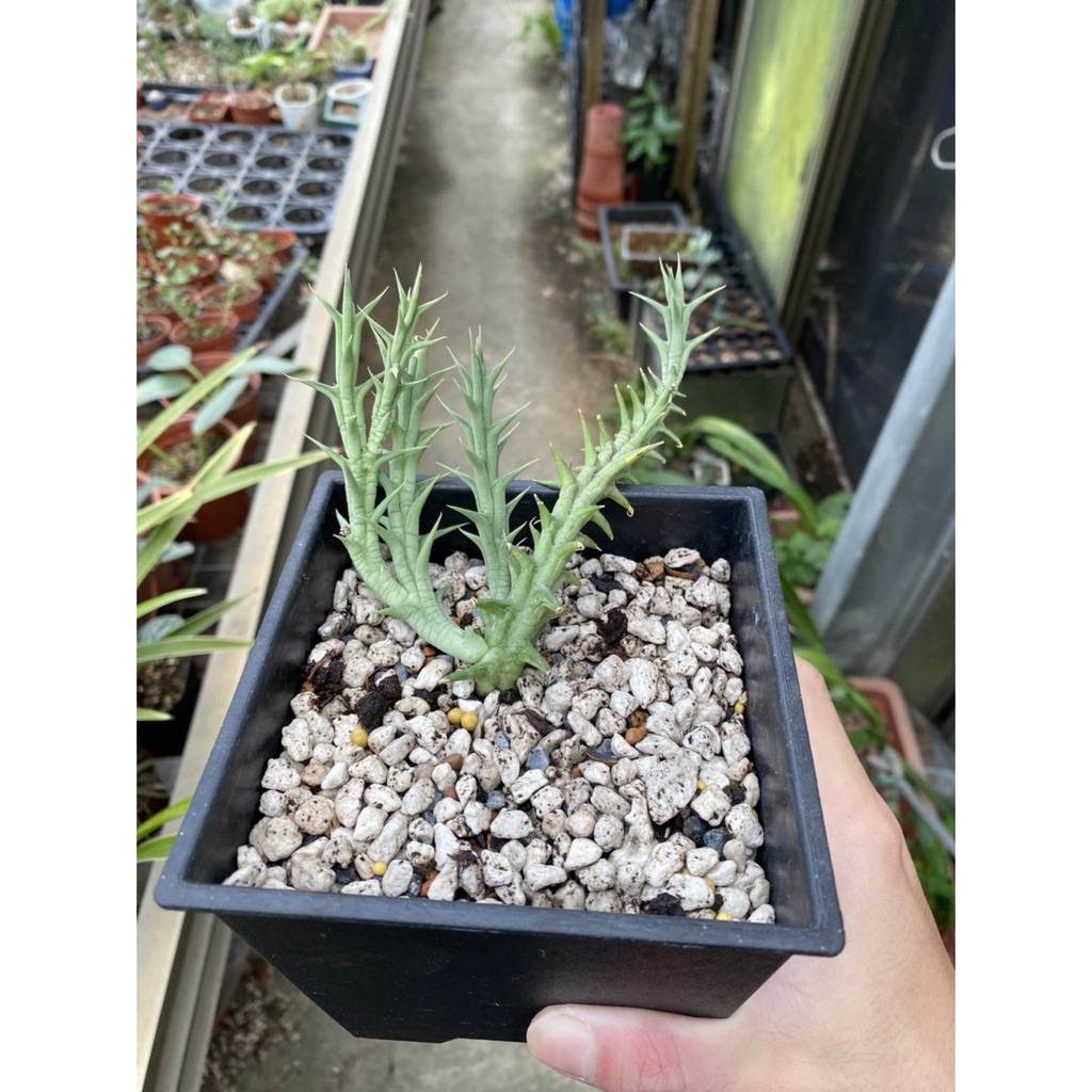黃花尾花角 | Orbea caudata | 蘿藦亞科 | 夾竹桃科
