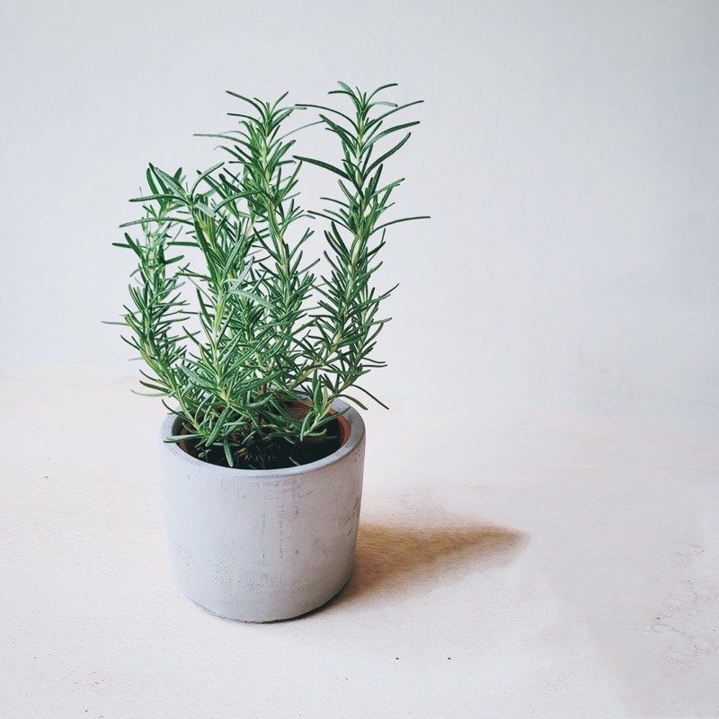 盆空間 迷迭香室內觀賞植物綠化盆栽植栽方盆 圓盆 陶瓷盆 水泥盆 苔球3吋3 5 5吋盆 蝦皮購物