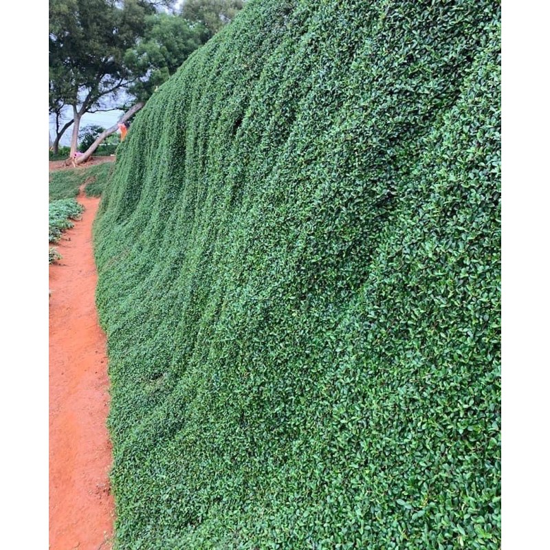 越橘越蔓榕 防土石崩落 斜坡地種植 蝦皮購物