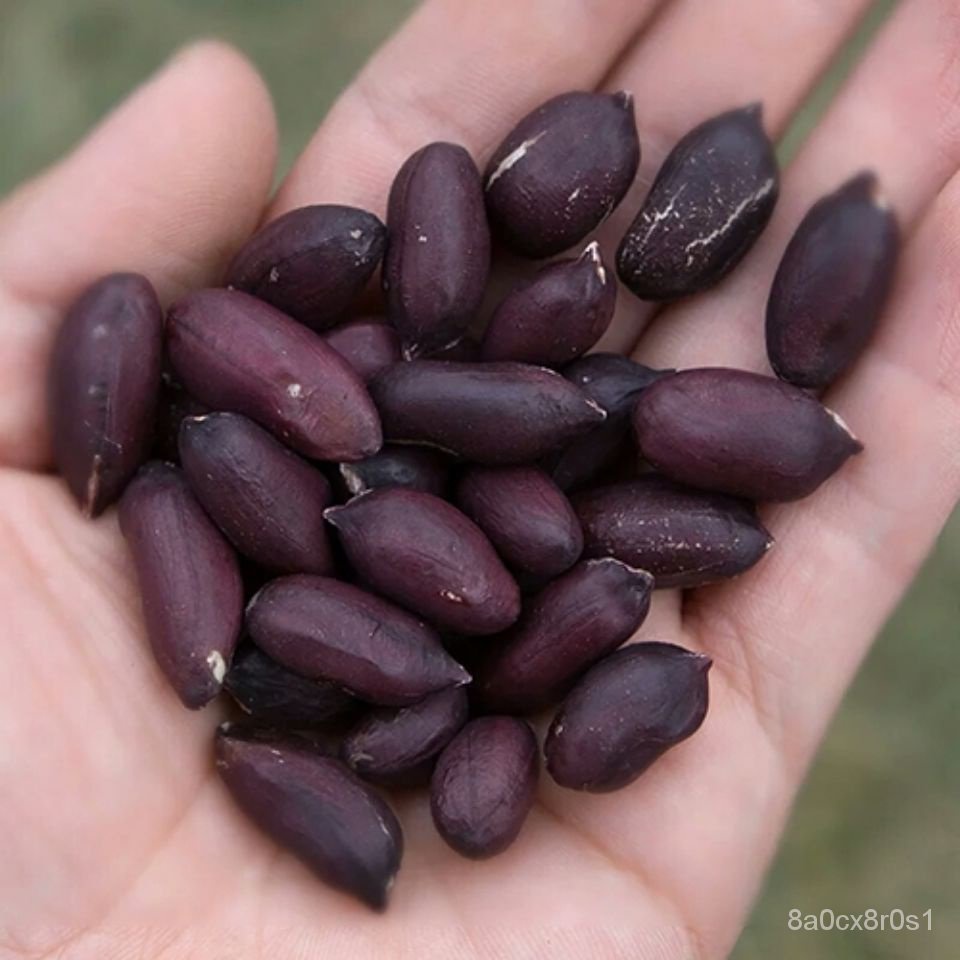 花生種子 富硒黑花生種子 農家自產富硒黑花生米種子 蔬菜種子