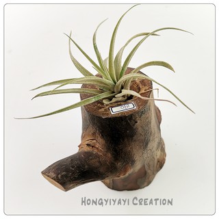 底座 空鳳底座 多肉底座 木底座 植物底座 盆栽創作 小品 植栽綠化 創意盆栽 辦公室裝飾 微景觀裝飾 木底座C3