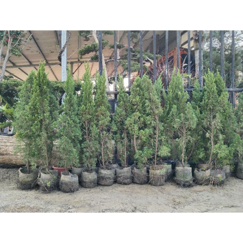 園藝造景龍柏的價格推薦 - 2021年9月| 比價比個夠BigGo