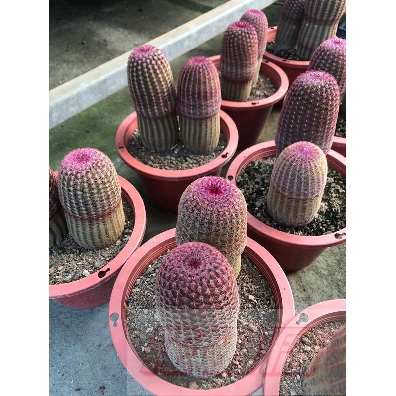 花田厝 多肉植物 紫太陽仙人掌 赤太陽5吋2 3株10 15cm 蝦皮購物