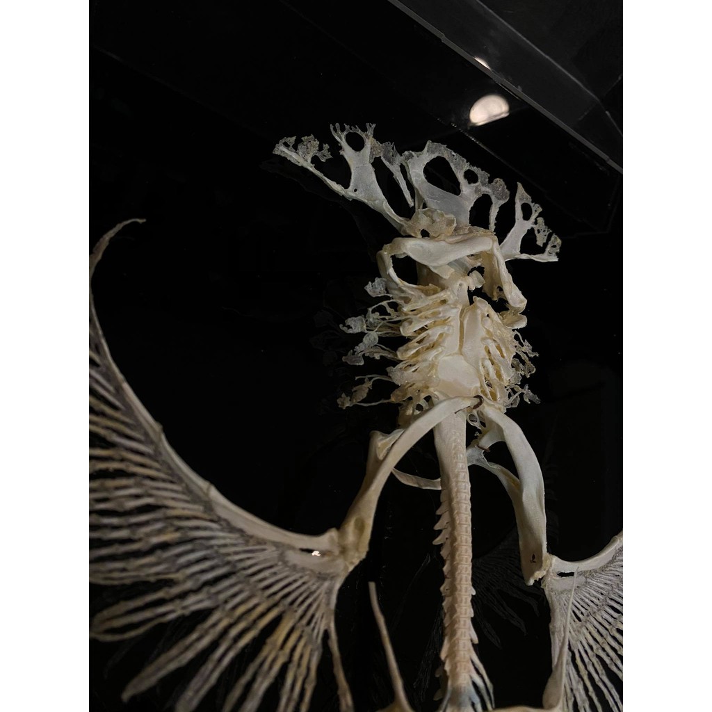 Boneholic 骨骼標本 軟骨魚魟魚 鰩魚 骨骼標本 蝦皮購物