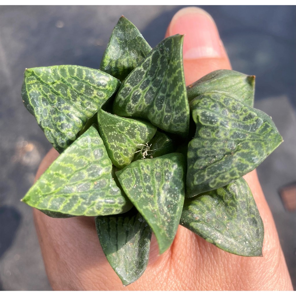 植得栽 唐草獅子 多肉 景天 番杏科 仙人掌 百合 蝦皮購物