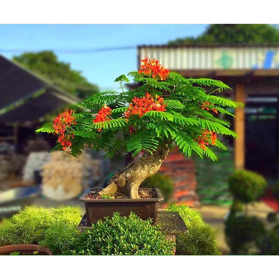 &lt;&lt;塊藝人生&gt;&gt; Delonix regia 鳳凰木 種子