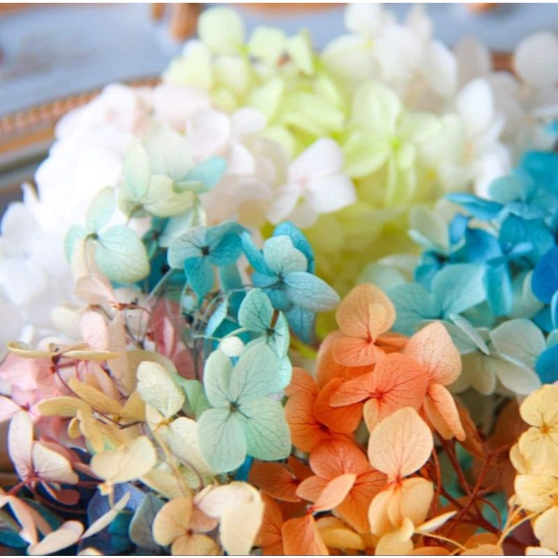 進口繡球花紫陽花賣場因為包裝成本未滿0沒有出貨不凋花乾燥花素材永生花不凋花材花藝設計乾燥花材 蝦皮購物