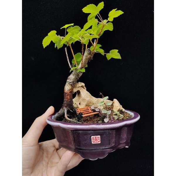 木田樂 國光花市 小品手工盆栽 蝦皮購物