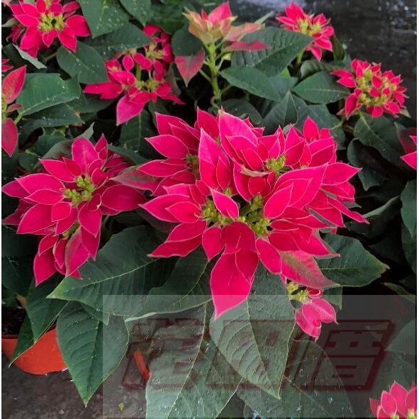 花田厝 季節花卉 四季桃喜聖誕紅 新品種聖誕紅 耐寒又耐熱56吋盆高25 30公分 蝦皮購物