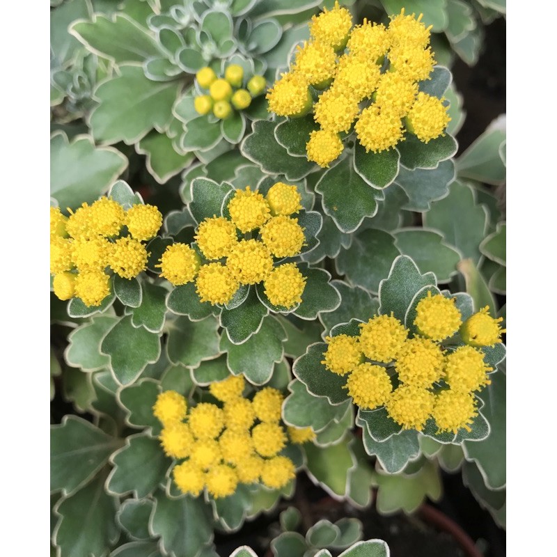 磯菊又稱濱菊 3寸紅盆 金黃色花很美 蝦皮購物