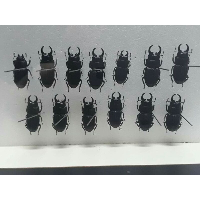 X肥標本全部130 甲蟲標本 蝦皮購物