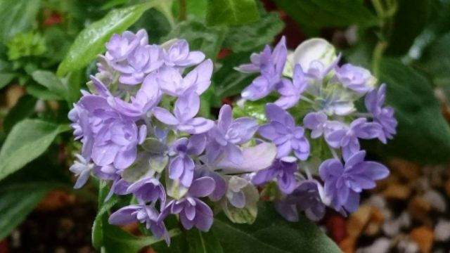 日本紫陽花 坊ケ鶴紫八重 蝦皮購物