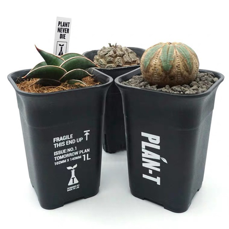 陶器鉢2個セット plants never die