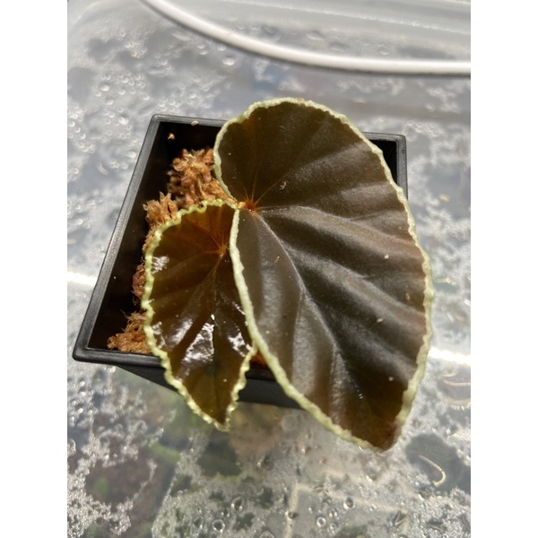 黑武士秋海棠 Begonia