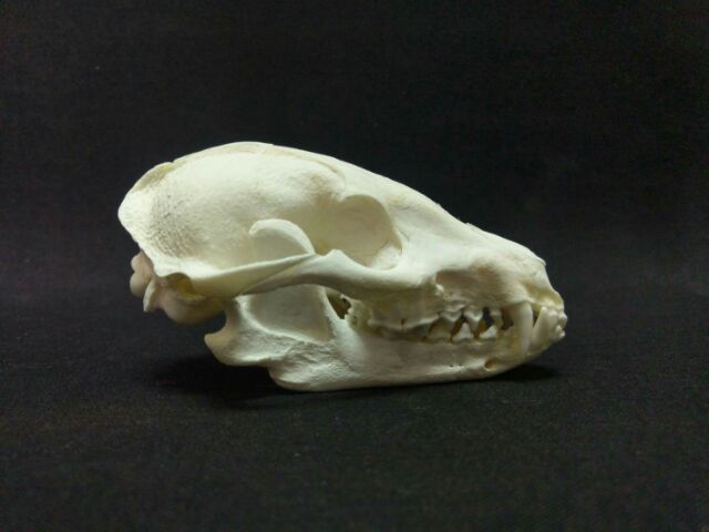 100 品質 キツネ 頭骨 骨格標本 狐 Fox その他 Oyostate Gov Ng