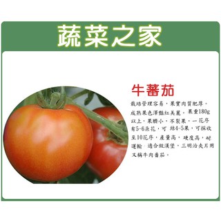 【蔬菜之家滿額免運】大包裝G36.牛蕃茄種子 0.2克(約72顆) 蔬菜種子、果菜種子、番茄、園藝