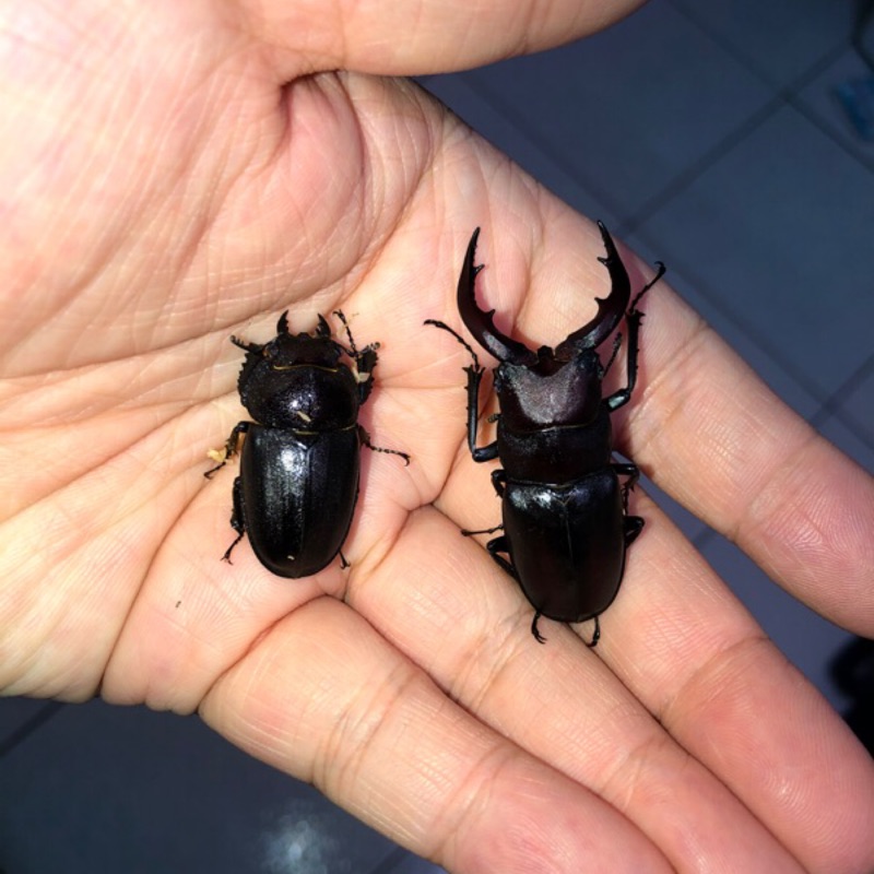 高砂鋸成體 54mm