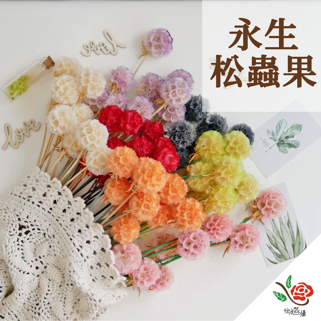 松蟲 優惠推薦 21年11月 蝦皮購物台灣