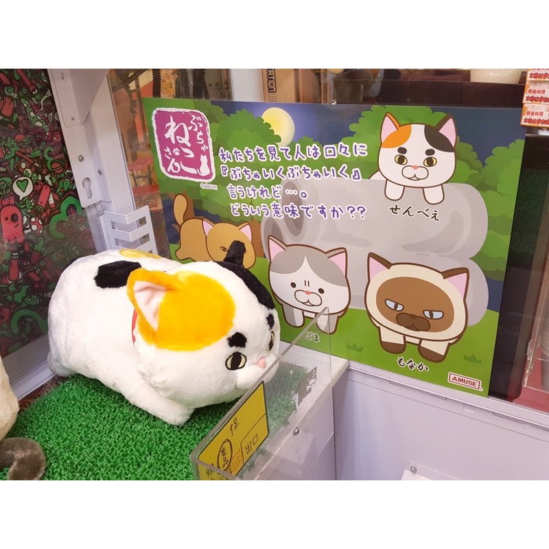 便宜 出清 日本 正版 粗眉毛 貓咪 娃娃 AMUSE 三花 貓 玩偶