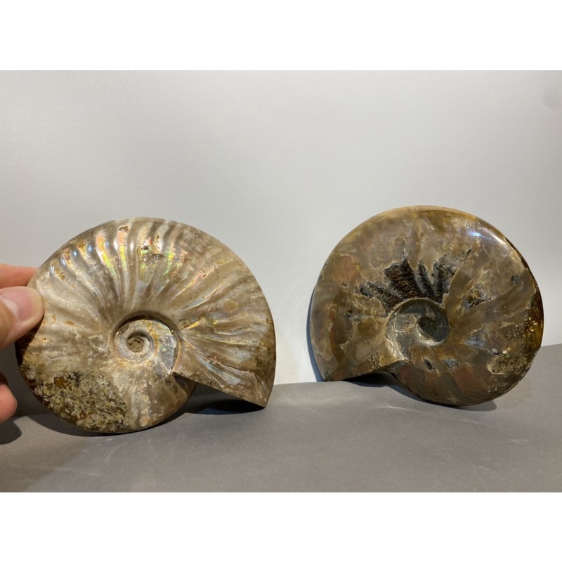 台北城）天然化石 貝類【鸚鵡螺】千億年恐龍時代…