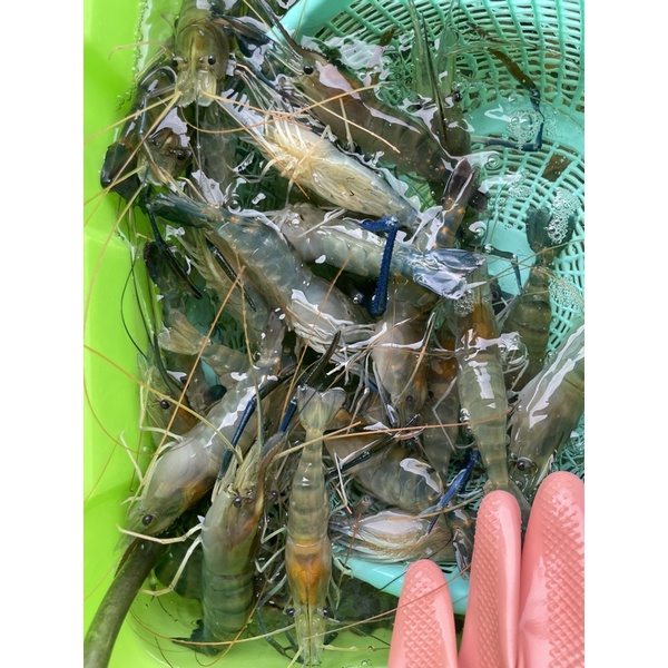 這邊是1-3斤下單區!!活跳跳泰國蝦 紅頭母蝦硬殼一斤$約8-12隻每天魚塭現載