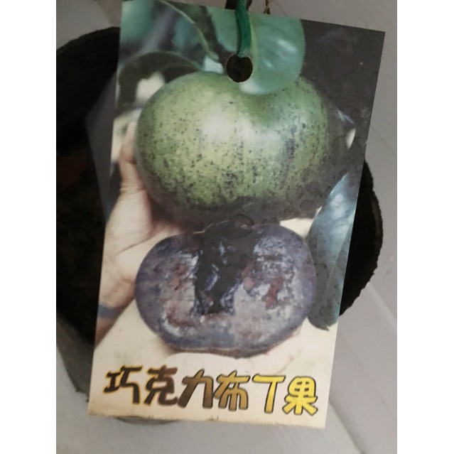 花囍園_水果苗—黑柿 (巧克力布丁果)--細緻綿密~呈現黑色果肉/4.5吋高約30-40cm/特價400