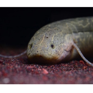 大型肉食魚 優惠推薦 22年8月 蝦皮購物台灣