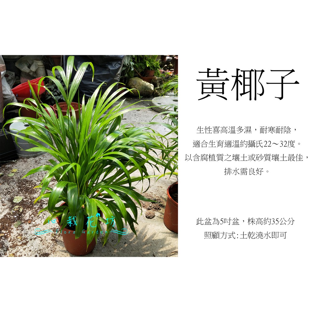心栽花坊-黃椰子/5吋/觀葉植物/室內植物/綠化植物/售價180特價150