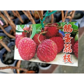 鵝蛋荔枝苗☆定價500☆ 5吋盆