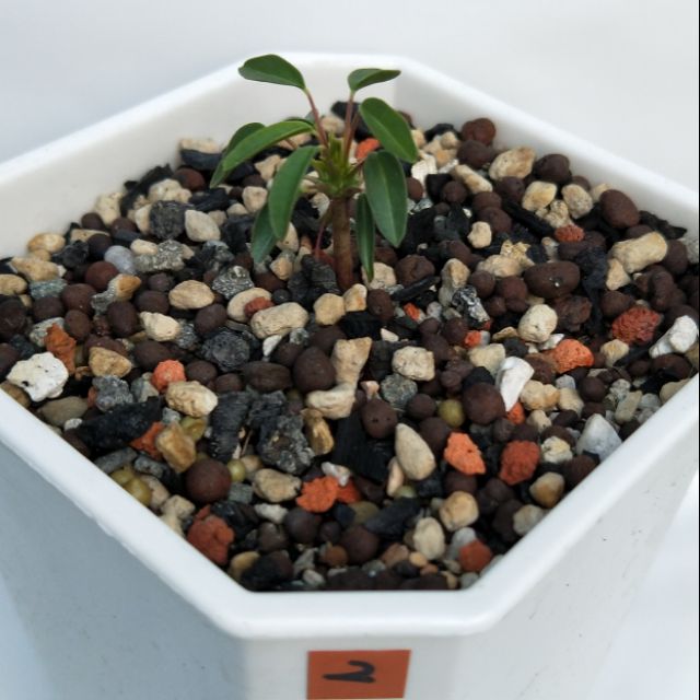 白花魚骨城sarcocaulon Camdeboense 蝦皮購物