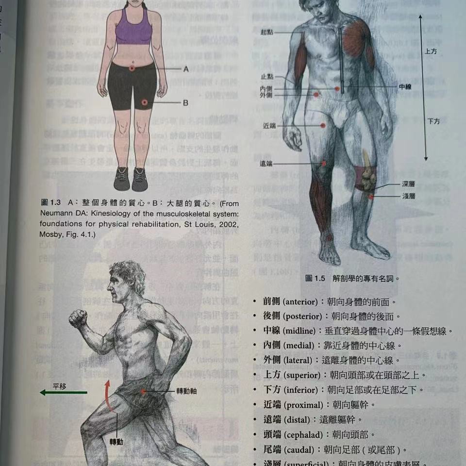 全彩正版 基礎肌動學第三版詳細解剖圖物理治療運動生理學彩色書 蝦皮購物