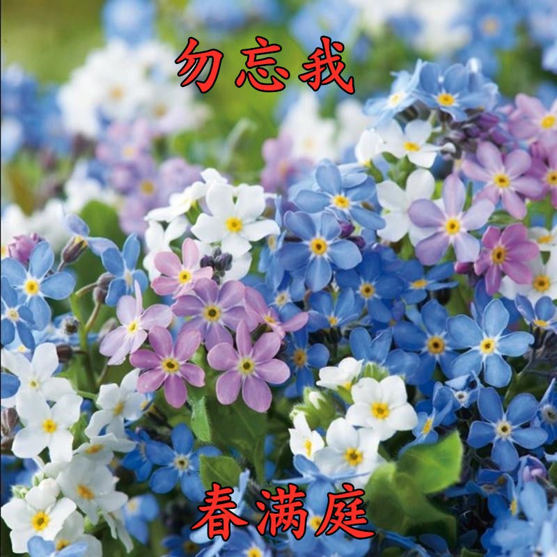 種子沖量 勿忘我種子四季花種子種易活花籽耐寒勿忘草種子庭院室外花種籽 甩價大賣 蝦皮購物