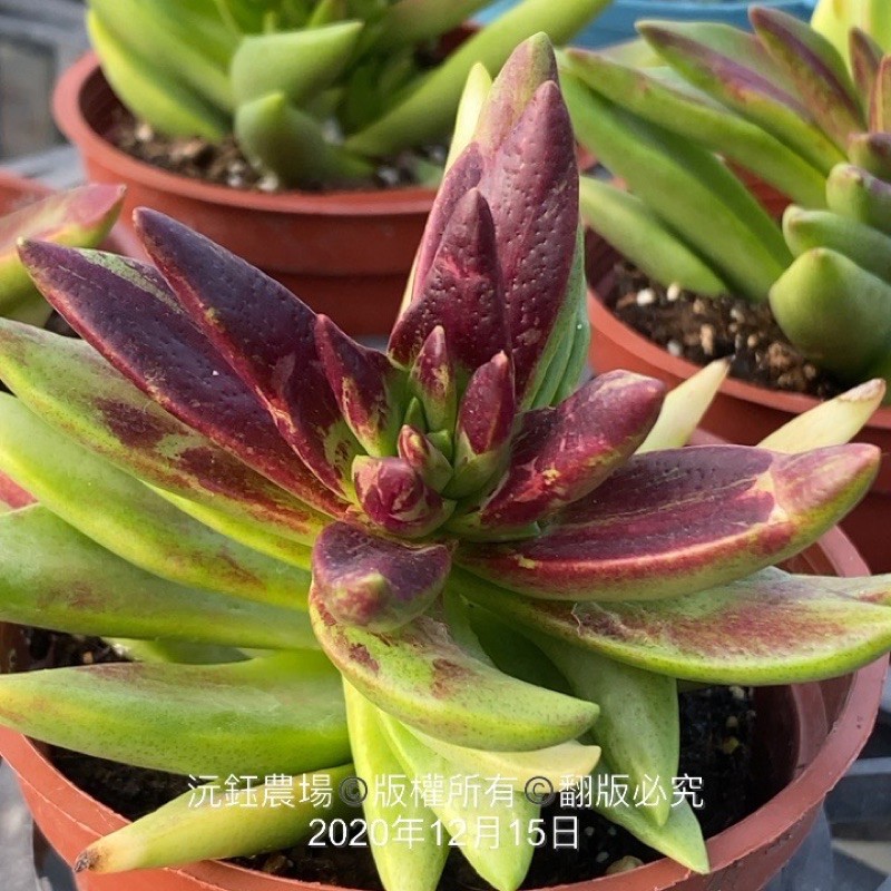 沅鈺農場多肉植物赤鬼城 蝦皮購物