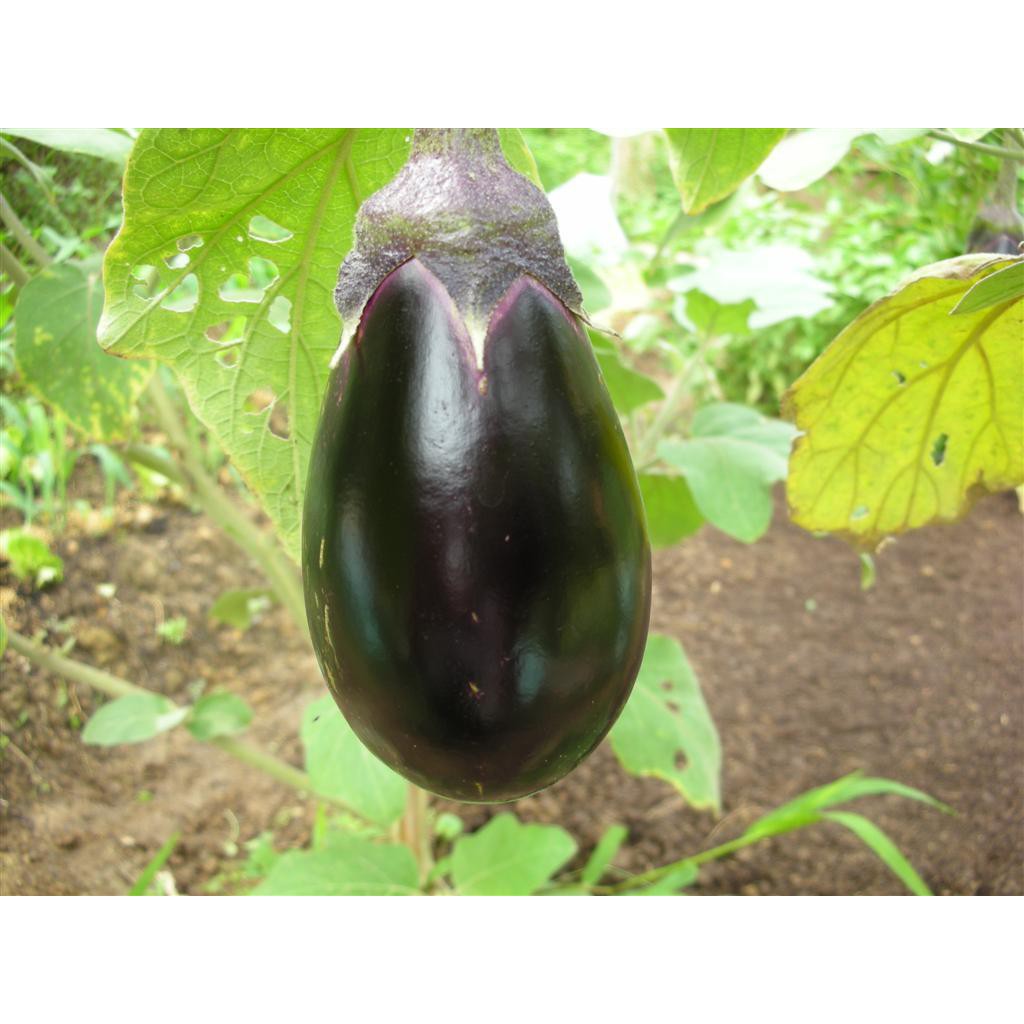 茄子苗 水滴茄苗茄子苗蔬果苗菜苗2 5吋盆苗高約15公分日式圓茄日本茄 蝦皮購物