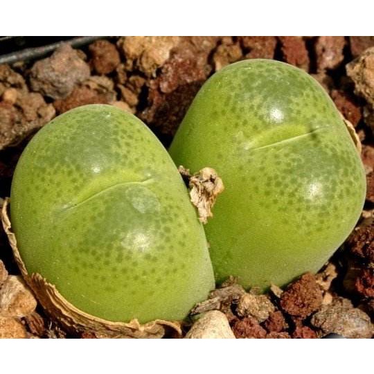 🌵✧植得栽✦【翠光玉】番杏科/石頭玉/屁屁玉/石頭花/Lithops/生石花屬/屁屁石頭玉/多肉植物/多肉/園藝