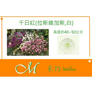圓仔花 千日紅 種子1份30元 6朵果實 有4色可選 無混色 蝦皮購物